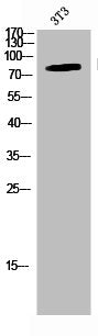 Western Blot analysis of NIH-3T3 cells using Phospho-IKKα/β (S176/177) Polyclonal Antibody