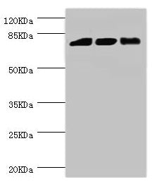 Western blot All lanes: DGKA antibody at 6.48µg/ml Lane 1: Hela whole cell lysate Lane 2: Jurkat whole cell lysate Lane 3: 293T whole cell lysate Secondary Goat polyclonal to rabbit IgG at 1/10000 dilution Predicted band size: 83, 14, 29 kDa Obser...
