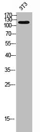 Western Blot analysis of 3T3 cells using LMTK3 Polyclonal Antibody