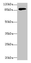 Western blot All lanes: DGKG antibody at 4µg/ml + Mouse brain tissue Secondary Goat polyclonal to rabbit IgG at 1/10000 dilution Predicted band size: 90, 87, 85 kDa Observed band size: 90 kDa