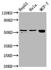 Western Blot Positive WB detected in: HepG2 whole cell lysate, Hela whole cell lysate, MCF-7 whole cell lysate All lanes: DHCR7 antibody at 2.4µg/ml Secondary Goat polyclonal to rabbit IgG at 1/50000 dilution Predicted band size: 55 kDa Observed b...