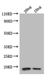 Western Blot Positive WB detected in: recombinant protein All lanes: folA Antibody at 1:1000 Secondary Goat polyclonal to rabbit IgG at 1/50000 dilution Predicted band size: 18.8 kDa Observed band size: 19 kDa