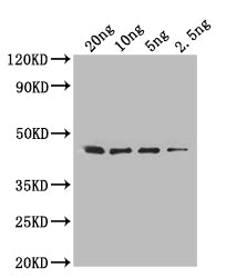 Western Blot Positive WB detected in: recombinant protein All lanes: folA Antibody at 1:1000 Secondary Goat polyclonal to rabbit IgG at 1/50000 dilution Predicted band size: 45 kDa Observed band size: 45 kDa