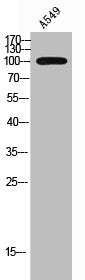 Western Blot analysis of A549 cells using Rhophilin Polyclonal Antibody