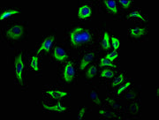 Immunofluorescence staining of A549 cells with CSB-PA006851LA01HU at 1:100, counter-stained with DAPI. The cells were fixed in 4% formaldehyde, permeabilized using 0.2% Triton X-100 and blocked in 10% normal Goat Serum. The cells were then incubat...