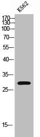 Western Blot analysis of K562 cells using MARCH3 Polyclonal Antibody