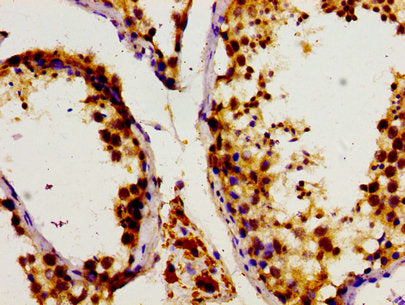 Immunohistochemistry of paraffin-embedded human testis tissue using CSB-PA006854LA01HU at dilution of 1:100