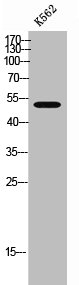 Western Blot analysis of K562 cells using RAB3IP Polyclonal Antibody