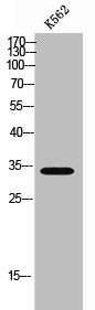 Western Blot analysis of K562 cells using MRGX3 Polyclonal Antibody