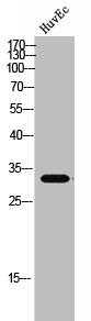 Western Blot analysis of HUVEC cells using MRGX4 Polyclonal Antibody
