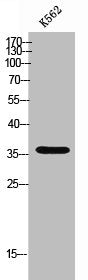 Western Blot analysis of K562 cells using Olfactory receptor 51F2 Polyclonal Antibody