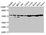 Western Blot Positive WB detected in: HepG2 whole cell lysate, Hela whole cell lysate, MCF-7 whole cell lysate, 293 whole cell lysate, Jurkat whole cell lysate, Rat liver tissue, Rat brain tissue, Rat heart tissue, Mouse heart tissue All lanes: DL...