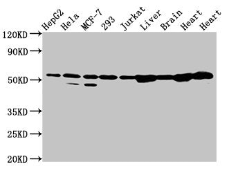 Western Blot Positive WB detected in: HepG2 whole cell lysate, Hela whole cell lysate, MCF-7 whole cell lysate, 293 whole cell lysate, Jurkat whole cell lysate, Rat liver tissue, Rat brain tissue, Rat heart tissue, Mouse heart tissue All lanes: DL...