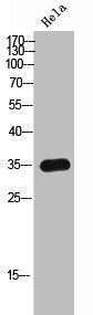 Western Blot analysis of HeLa cells using Olfactory receptor 8I2 Polyclonal Antibody