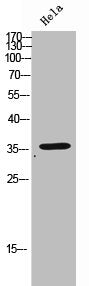 Western Blot analysis of HeLa cells using Olfactory receptor 2D3 Polyclonal Antibody