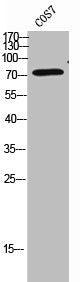 Western Blot analysis of COS-7 cells using CLPTM1 Polyclonal Antibody