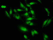Immunofluorescence staining of Hela cells with CSB-PA006952LA01HU at 1:66, counter-stained with DAPI. The cells were fixed in 4% formaldehyde, permeabilized using 0.2% Triton X-100 and blocked in 10% normal Goat Serum. The cells were then incubate...