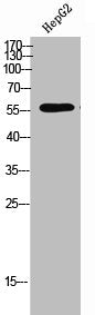 Western Blot analysis of HepG2 cells using Phospho-TPH2 (S19) Polyclonal Antibody