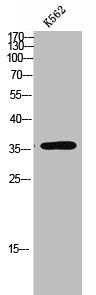 Western Blot analysis of K562 cells using Olfactory receptor 10A7 Polyclonal Antibody