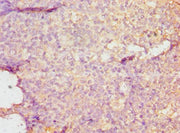 Immunohistochemistry of paraffin-embedded human tonsil tissue using CSB-PA006967DSR2HU at dilution of 1:100