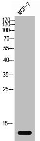 Western Blot analysis of MCF-7 cells using Histone H4 Polyclonal Antibody