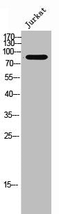 Western Blot analysis of Jurkat cells using Relaxin Receptor 2 Polyclonal Antibody