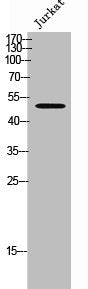 Western Blot analysis of Jurkat cells using PC-PLD4 Polyclonal Antibody
