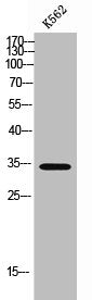 Western Blot analysis of K562 cells using Olfactory receptor 4L1 Polyclonal Antibody