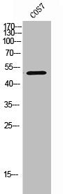 Western Blot analysis of COS7 cells using CKR-5 Polyclonal Antibody