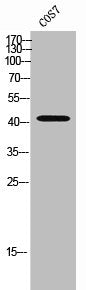 Western Blot analysis of COS-7 cells using CKR-7 Polyclonal Antibody