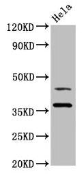 Western Blot Positive WB detected in: Hela whole cell lysate All lanes: DNAJA1 antibody at 3.4ug/ml Secondary Goat polyclonal to rabbit IgG at 1/50000 dilution Predicted band size: 45, 38 kDa Observed band size: 45, 38 kDa