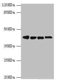 Western blot All lanes: DNAJA2 antibody at 3.79ug/ml Lane 1: A375 whole cell lysate Lane 2: PC-3 whole cell lysate Lane 3: HepG2 whole cell lysate Lane 4: Hela whole cell lysate Secondary Goat polyclonal to rabbit IgG at 1/10000 dilution Predicted...