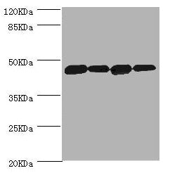 Western blot All lanes: DNAJA2 antibody at 3.12ug/ml Lane 1: A375 whole cell lysate Lane 2: PC-3 whole cell lysate Lane 3: HepG2 whole cell lysate Lane 4: Hela whole cell lysate Secondary Goat polyclonal to rabbit IgG at 1/10000 dilution Predicted...