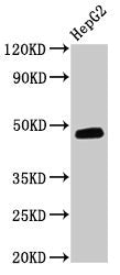 Western Blot Positive WB detected in: HepG2 whole cell lysate All lanes: DNAJB5 antibody at 3.2µg/ml Secondary Goat polyclonal to rabbit IgG at 1/50000 dilution Predicted band size: 40, 48, 52 kDa Observed band size: 48 kDa