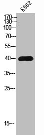Western Blot analysis of K562 cells using GPR139 Polyclonal Antibody