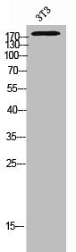 Western Blot analysis of 3T3 cells using MRP2 Polyclonal Antibody