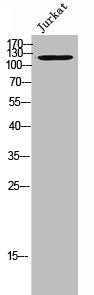 Western Blot analysis of JK cells using USP43 Polyclonal Antibody