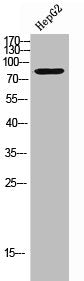 Western Blot analysis of HepG2 cells using CNG-1 Polyclonal Antibody