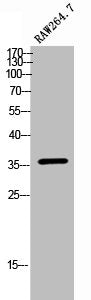 Western Blot analysis of RAW264.7 cells using Olfactory receptor 10H4 Polyclonal Antibody