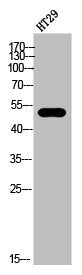 Western Blot analysis of HT-29 cells using CB1 Polyclonal Antibody