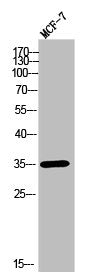 Western Blot analysis of MCF-7 cells using Olfactory receptor 2T11 Polyclonal Antibody