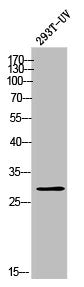 Western Blot analysis of 293T-UV cells using Olfactory receptor 10T2 Polyclonal Antibody