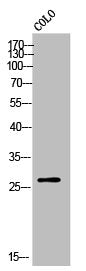 Western Blot analysis of COLO cells using Olfactory receptor 10X1 Polyclonal Antibody