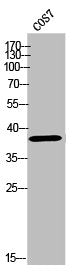 Western Blot analysis of COS-7 cells using Olfactory receptor 10Z1 Polyclonal Antibody