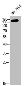 Western Blot analysis of SH-SY5Y cells using COL4A2 Polyclonal Antibody