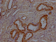 IHC image of CSB-PA007079LA01HU diluted at 1:200 and staining in paraffin-embedded human kidney tissue performed on a Leica BondTM system. After dewaxing and hydration, antigen retrieval was mediated by high pressure in a citrate buffer (pH 6.0)....