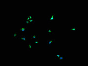 Immunofluorescence staining of Hela cells with CSB-PA007079LA11HU at 1:200, counter-stained with DAPI. The cells were fixed in 4% formaldehyde and blocked in 10% normal Goat Serum. The cells were then incubated with the antibody overnight at 4°C....