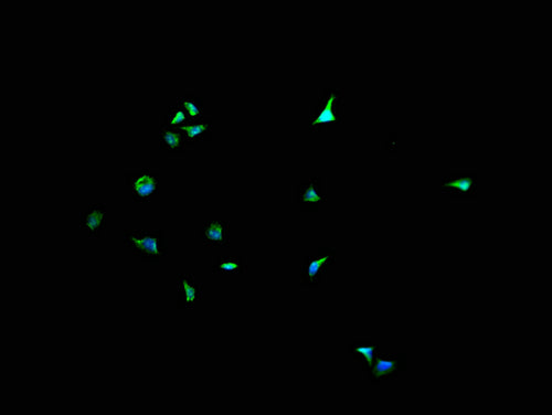 Immunofluorescence staining of Hela cells with CSB-PA007079LA11HU at 1:200, counter-stained with DAPI. The cells were fixed in 4% formaldehyde and blocked in 10% normal Goat Serum. The cells were then incubated with the antibody overnight at 4°C....