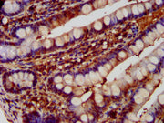 IHC image of CSB-PA007087LA01HU diluted at 1:600 and staining in paraffin-embedded human small intestine tissue performed on a Leica BondTM system. After dewaxing and hydration, antigen retrieval was mediated by high pressure in a citrate buffer (...