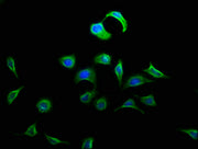Immunofluorescence staining of A549 cells with CSB-PA007111LA01HU at 1:133, counter-stained with DAPI. The cells were fixed in 4% formaldehyde, permeabilized using 0.2% Triton X-100 and blocked in 10% normal Goat Serum. The cells were then incubat...